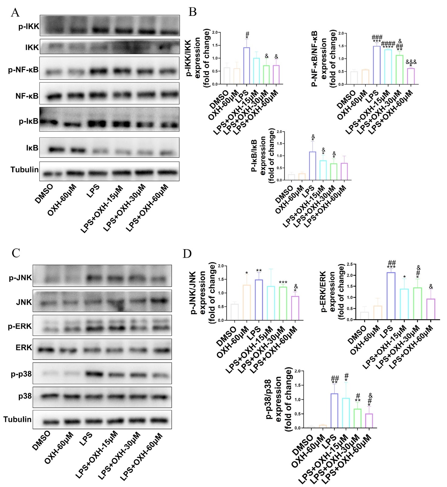 Oxypeucedanin hydrate alleviates rheumatoid arthritis by inhibiting the TLR4-MD2/NF-κB/MAPK signaling axis