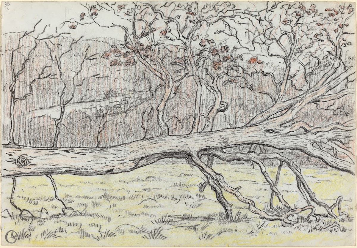 Felled TreeNormandy 1898