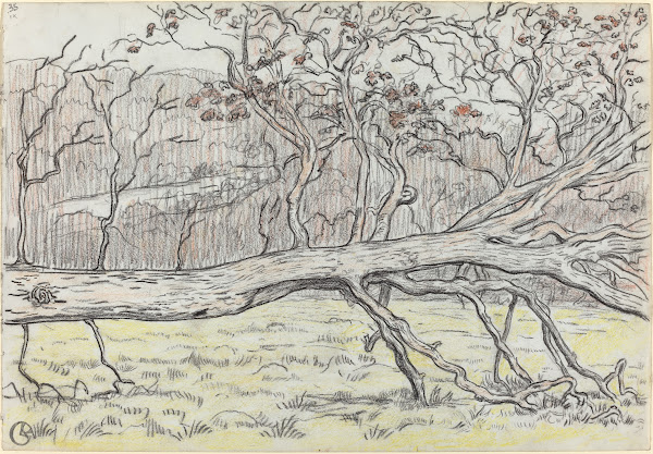 Felled TreeNormandy 1898