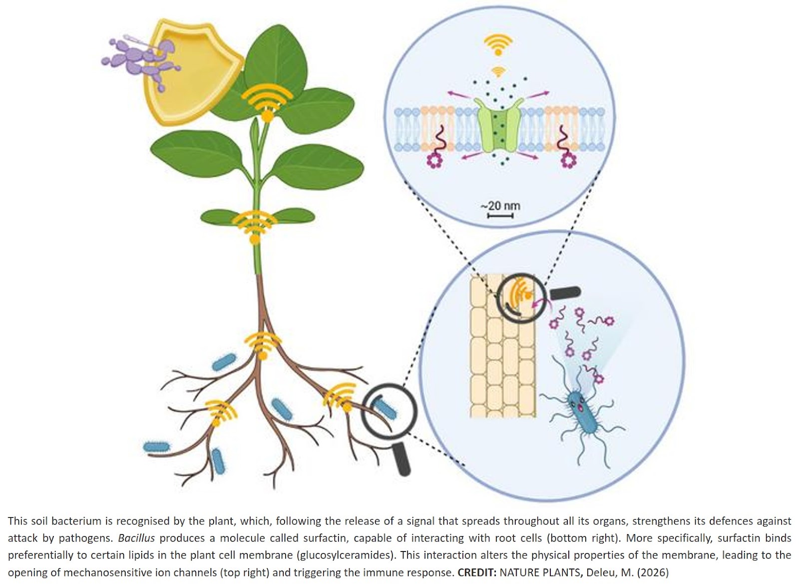 Membrane remodelling mediates lipopeptide-induced immunity in Arabidopsis