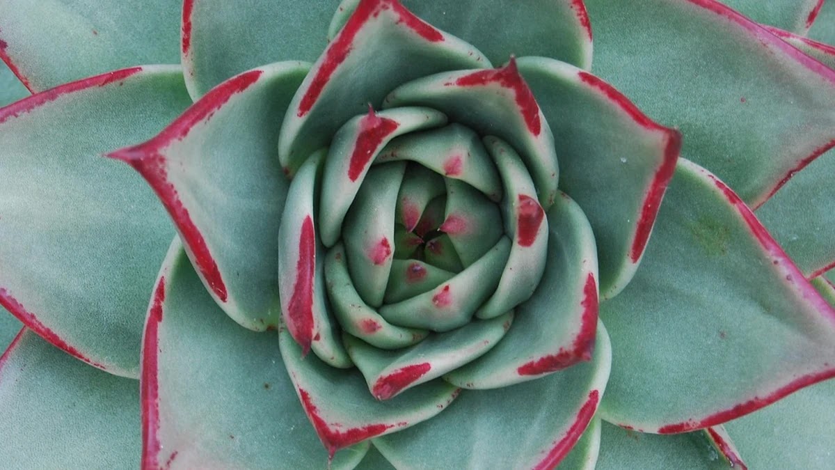 DSR과 DTI 차이와 대출 심사에 미치는 영향