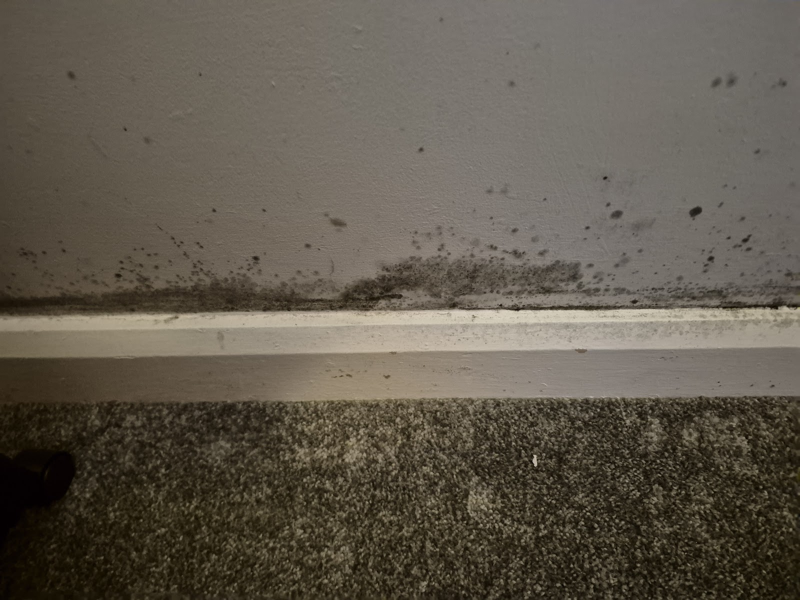 Mould remediation in progress — damp and mould treatment in a Lincoln rental property