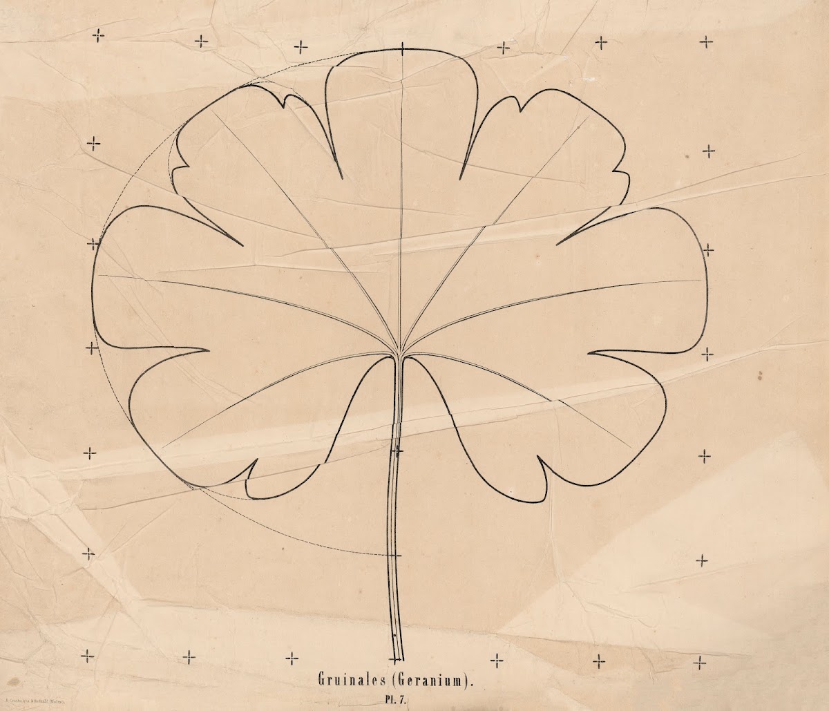 Gruinales Geranium 1863