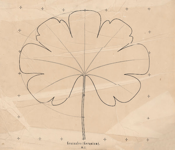 Gruinales Geranium 1863