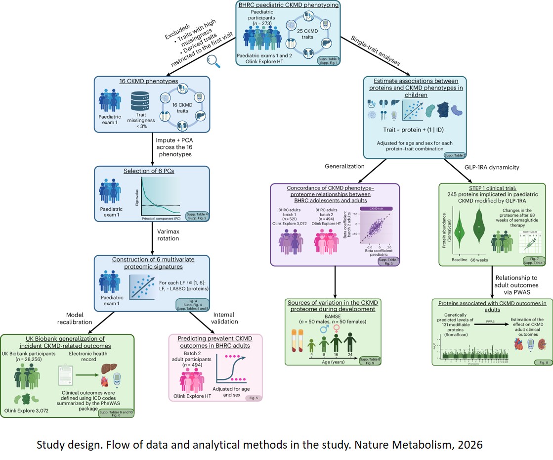Paediatric proteomic signatures of cardiometabolic disease-associated traits predict adult disease outcomes