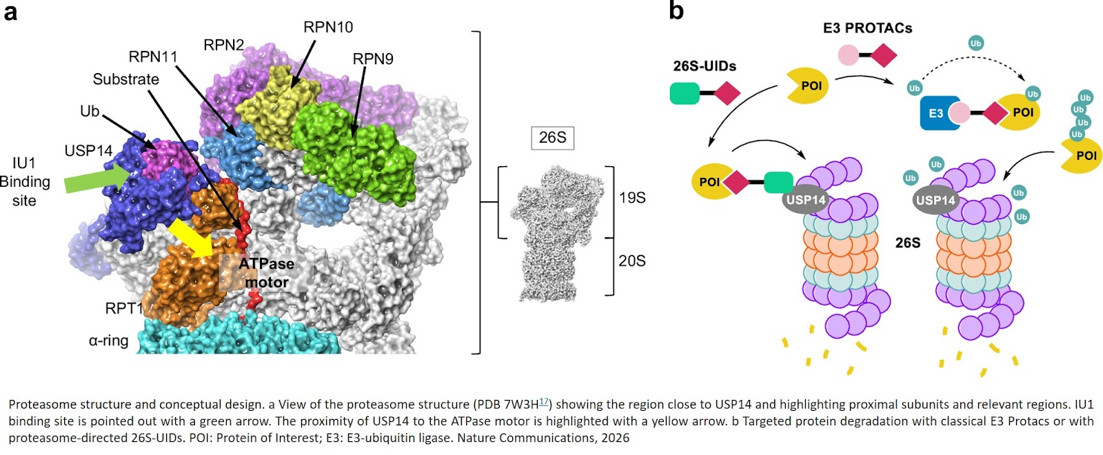Selective degradation of proteins involved in pathological processes