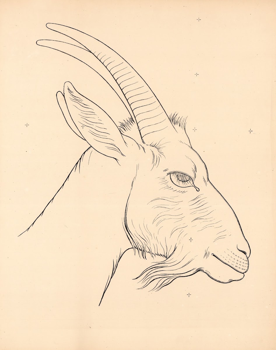 Capricorn head 1863