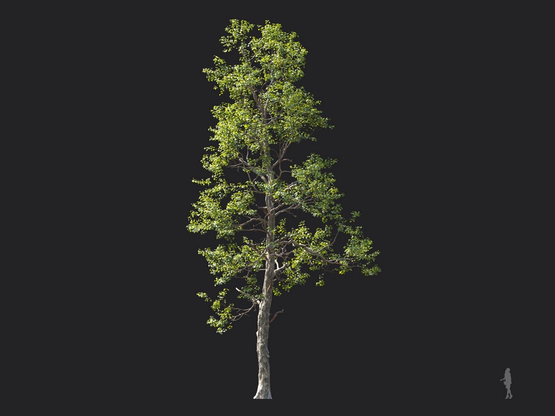 Maxtree - Plant Models Vol.124