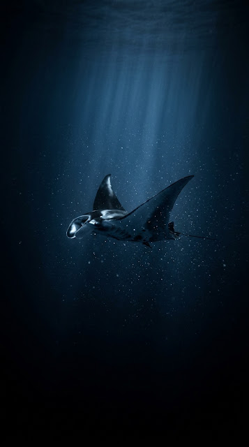 Deep Ocean Manta Ray Underwater AMOLED Wallpaper - Free mobile Wallpaper