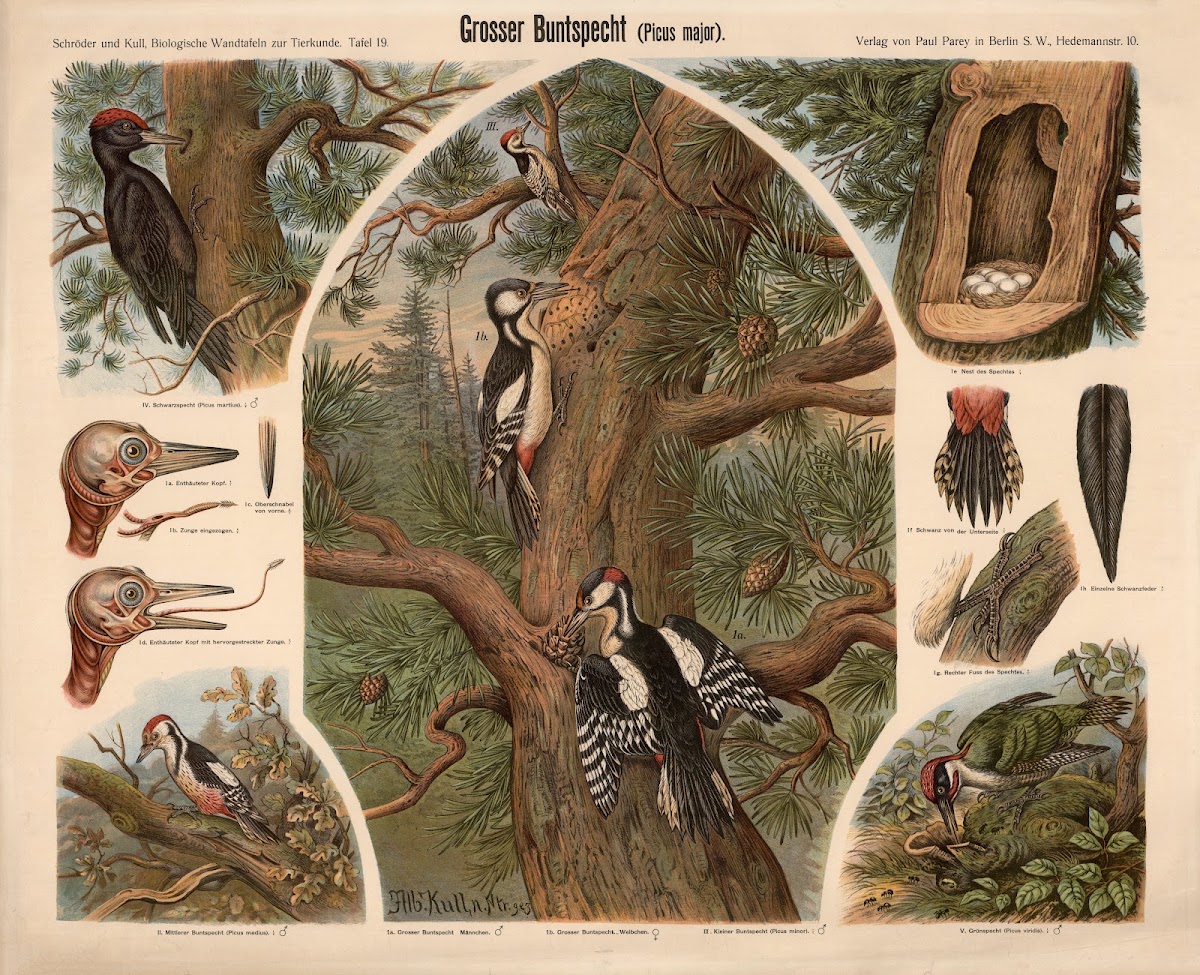 Great Spotted Woodpecker Picus major