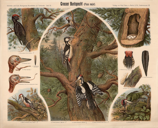 Great Spotted Woodpecker Picus major