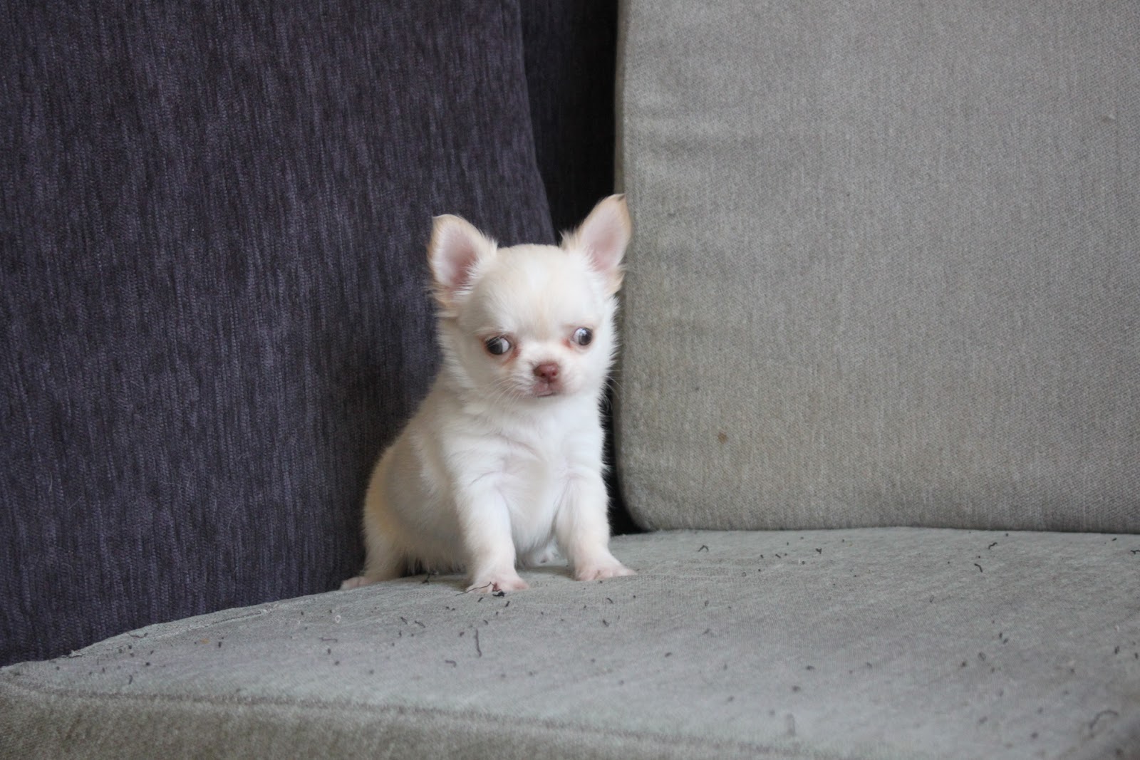 12/21出生 高端優質迷你長毛吉娃娃奶油白妹妹