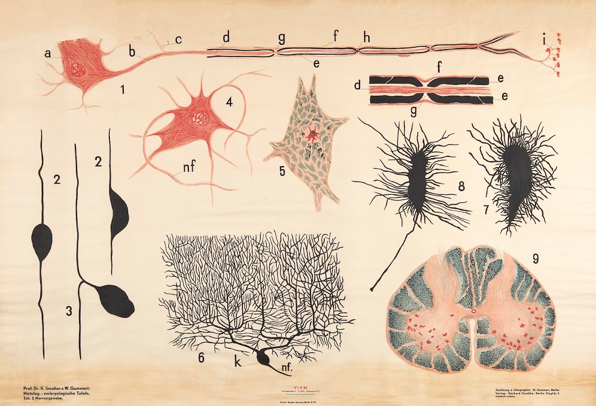 Nerve tissue 1928
