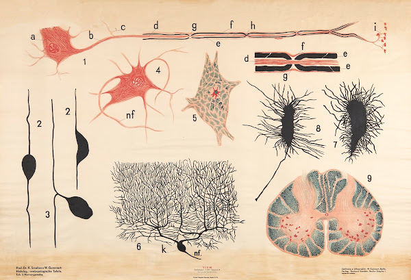 Nerve tissue 1928