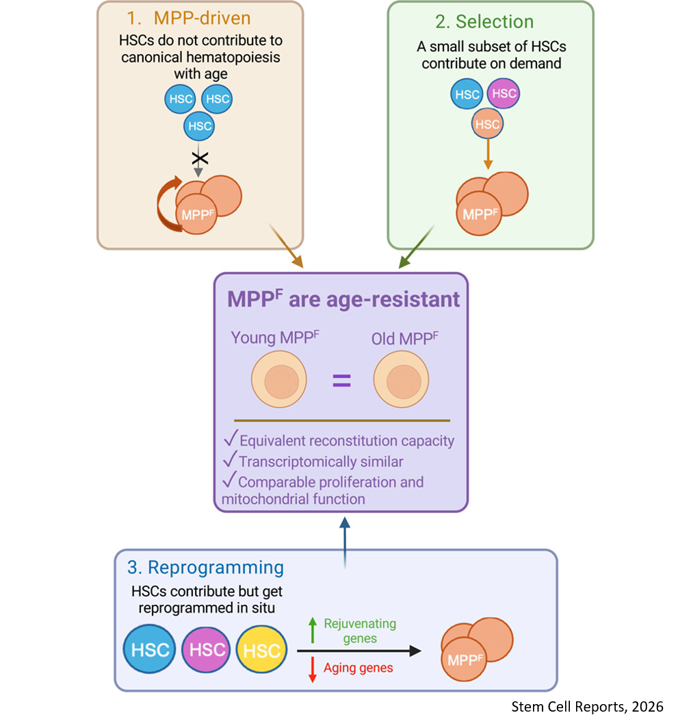 Aging of hematopoietic stem cells is inconsequential to progenitor cell function