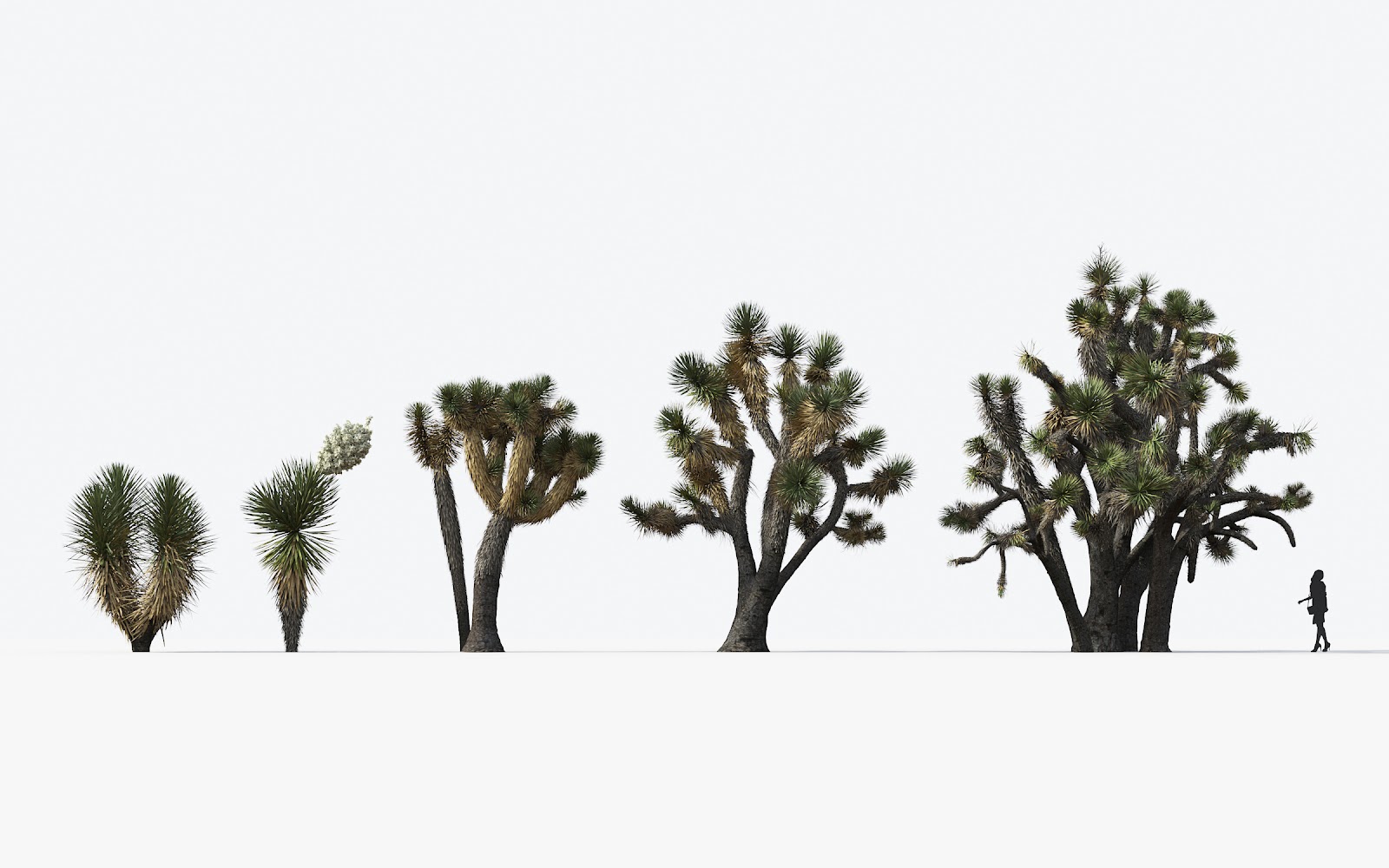 Maxtree - Plant Models Vol.17