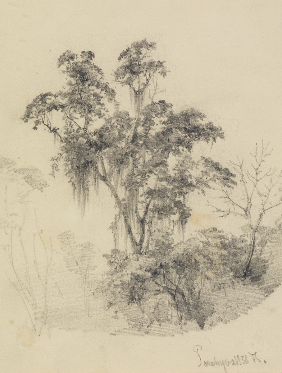 Baumstudie im Urwald 1858