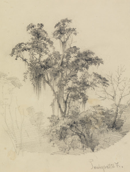 Baumstudie im Urwald 1858