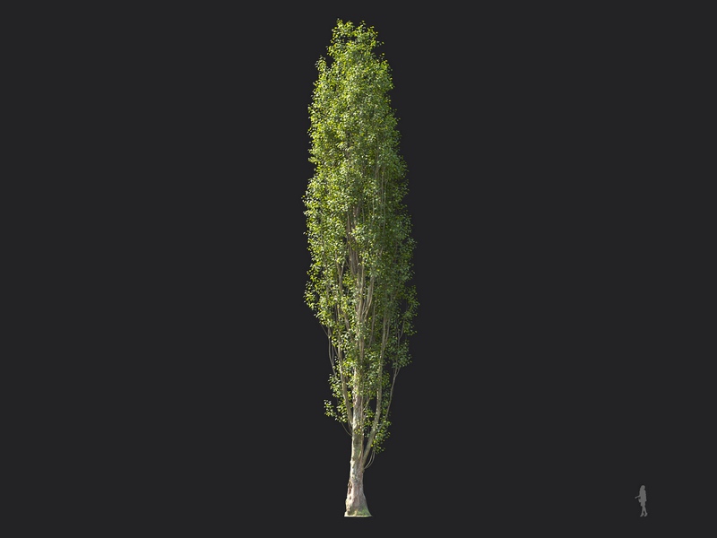 Maxtree - Plant Models Vol.124