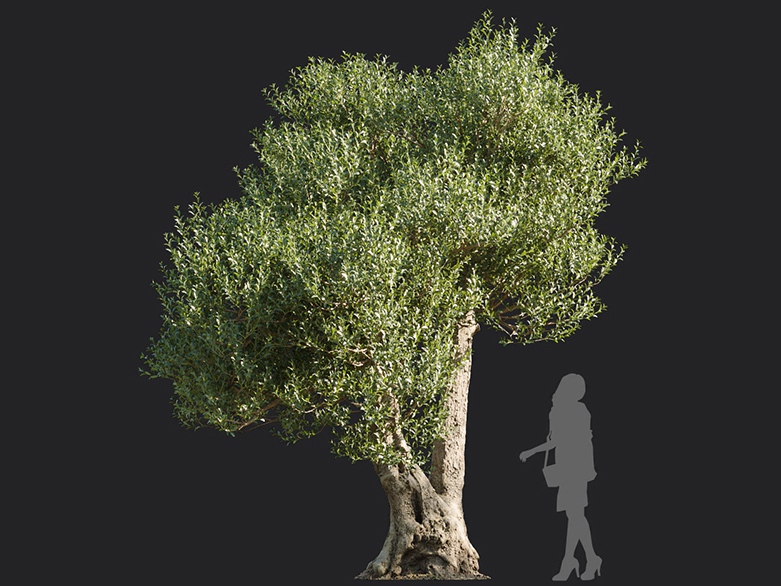 Maxtree - Plant Models Vol.113