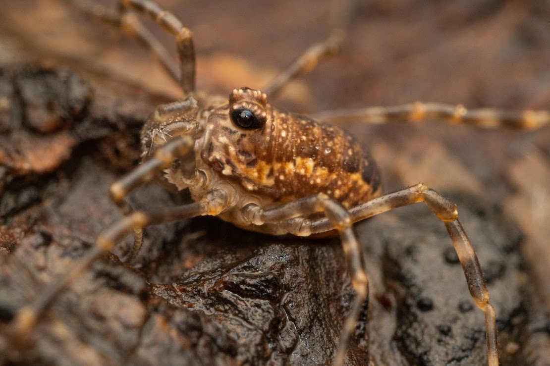 Rilaena triangularis