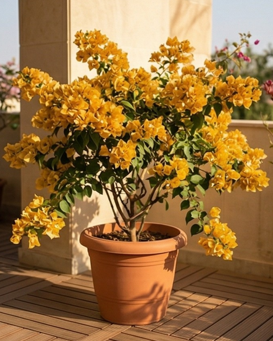 Imported Foxtail Yellow Bougainvillea Plant — view 6