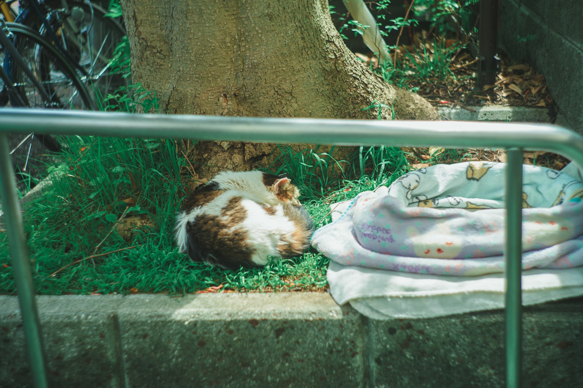 Portrait — Makino Shota