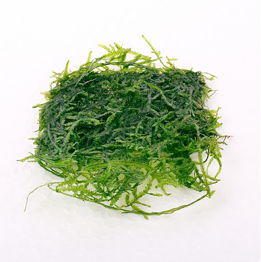 Vesicularia dubyana -‘Java moss