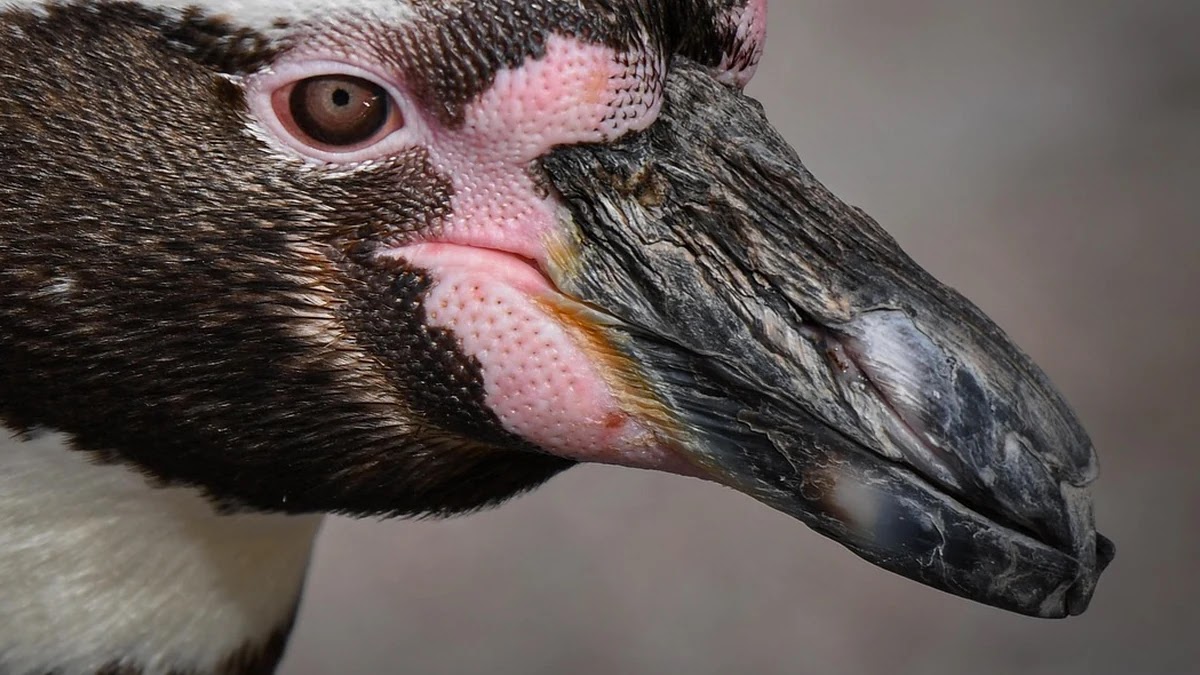 INFP 성격 장단점과 대인관계에서의 심리적 특징 이해