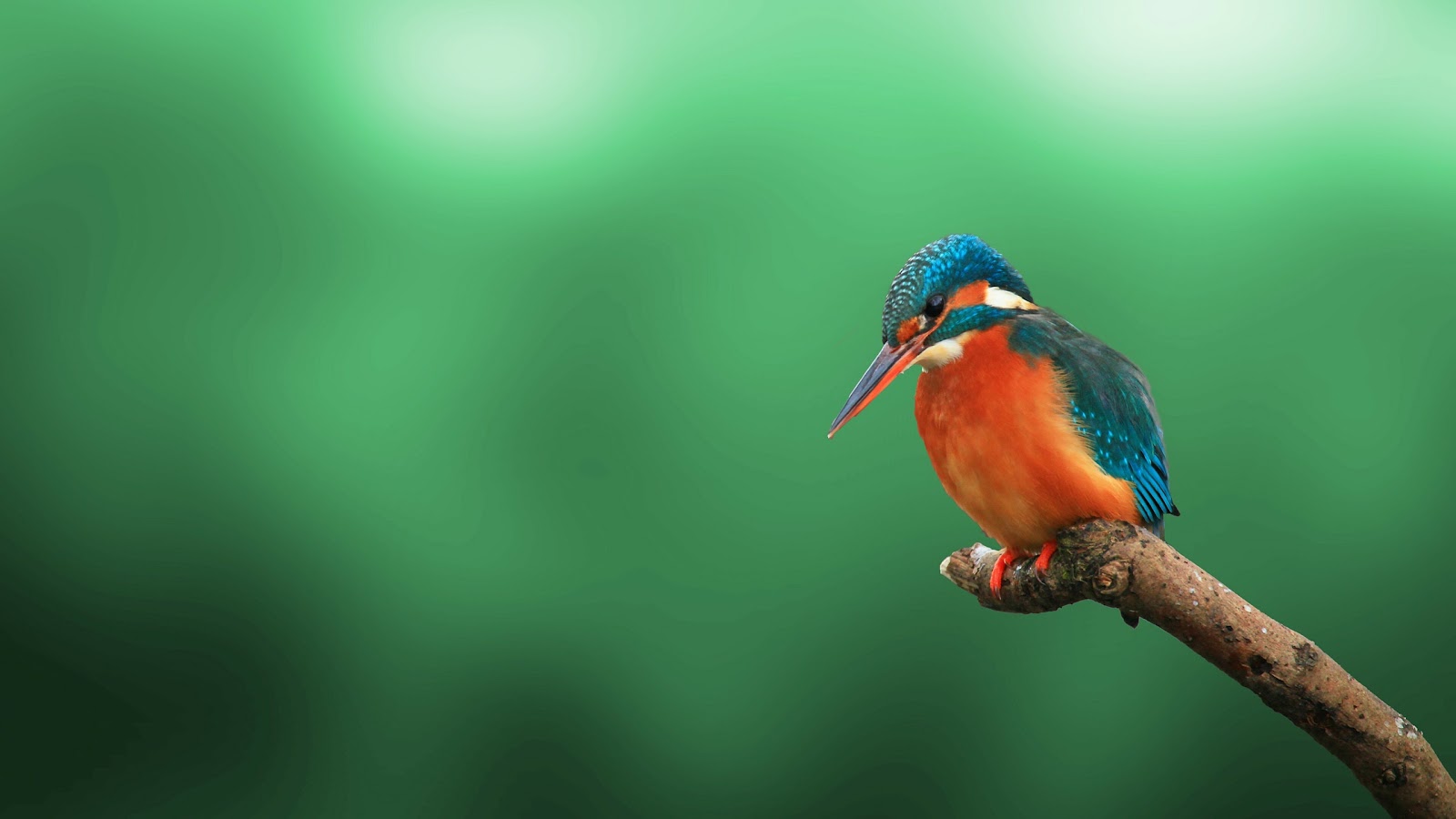 4k Bird Wallpaper