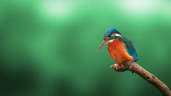 Bird Wallpaper