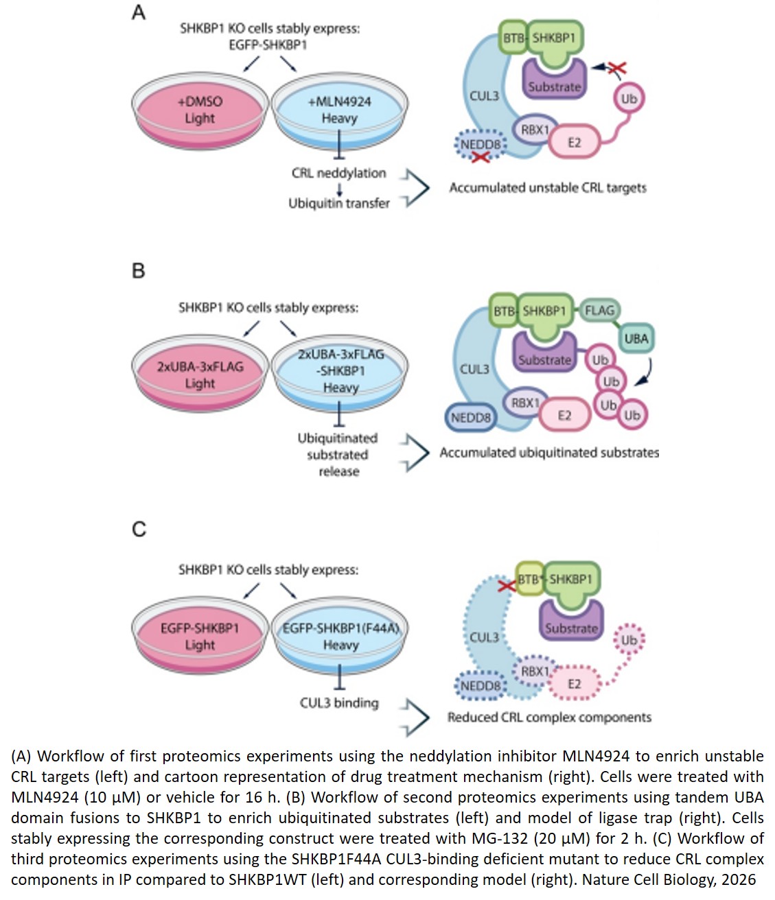 Keeping cells’ recycling system in balance