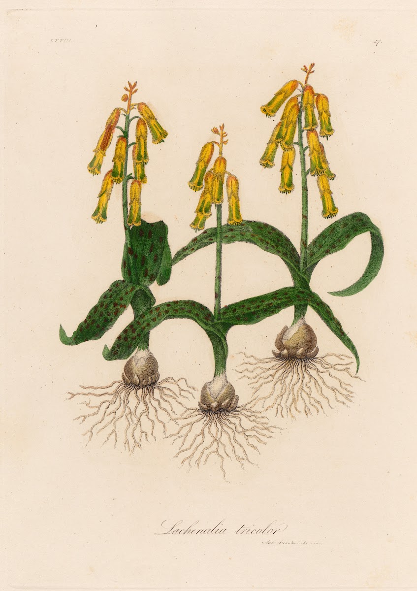 Lachenalia tricolor 1818 1824