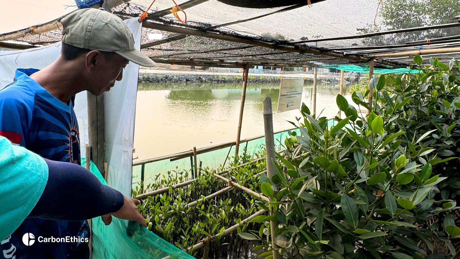CarbonEthics’Mangrove Seedling Nursery