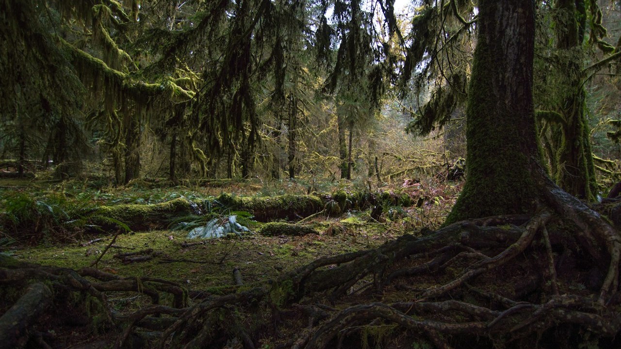 Ancient temperate rainforest trees draped in thick emerald moss along the Hall of Mosses in Hoh Rain Forest