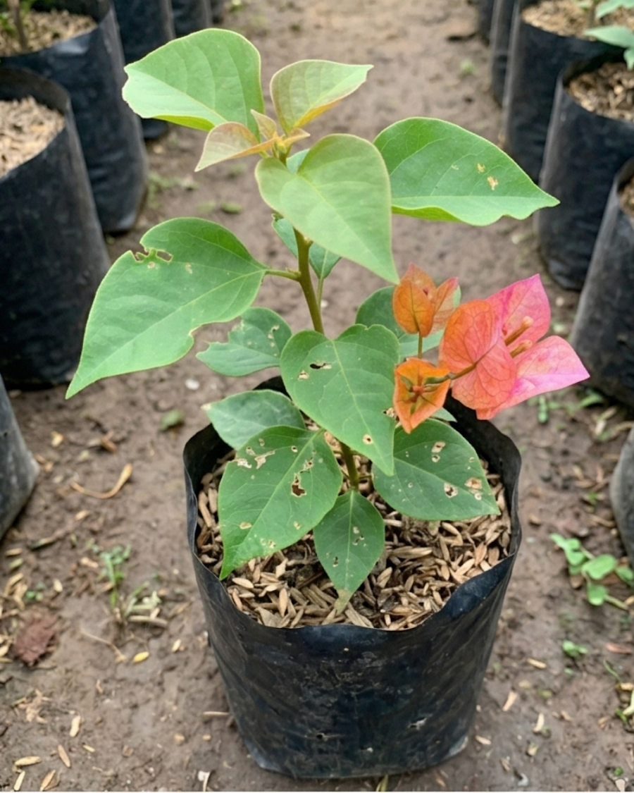 Imported Menggitum Baru Bougainvillea Plant — view 4