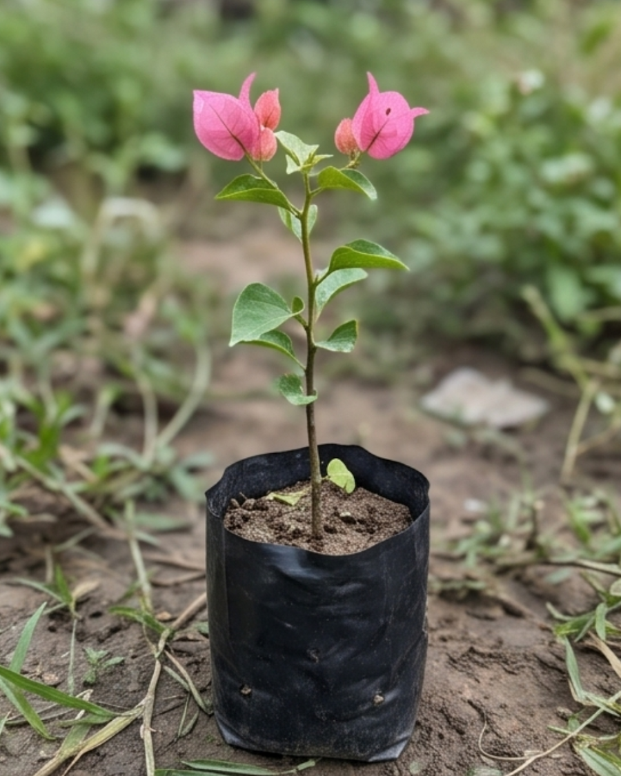 Imported Pink Panas Bougainvillea Plant — view 5