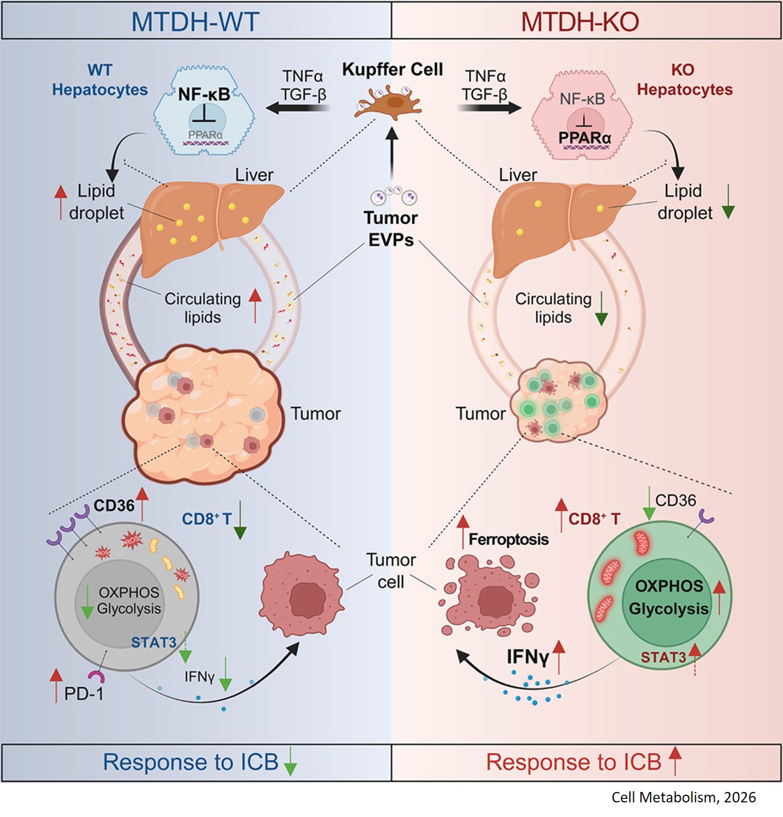 Tumor-liver interplay in cancer progression