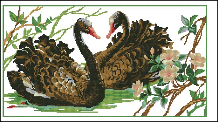 CMP 360076 A Pair Of Black Swans