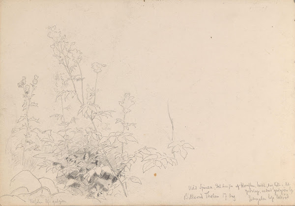 Tistler og spirea Billerud på Toten 1880