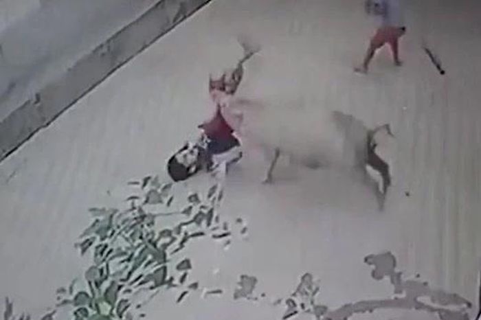 Lợn hung dữ lao ra tấn công bé trai giữa phố, người dân lao vào giải cứu - Tạp chí Doanh Nghiệp Việt Nam