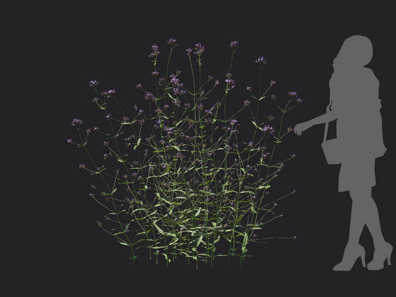 Maxtree - Plant Models Vol.116