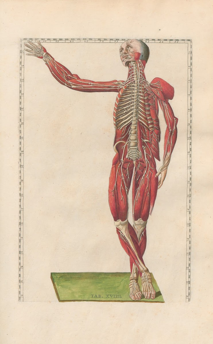 Bartholomaei Eustachii anatomici summi Romanae archetypae tabulae anatomicae nov