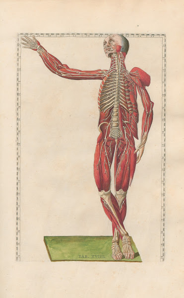 Bartholomaei Eustachii anatomici summi Romanae archetypae tabulae anatomicae nov
