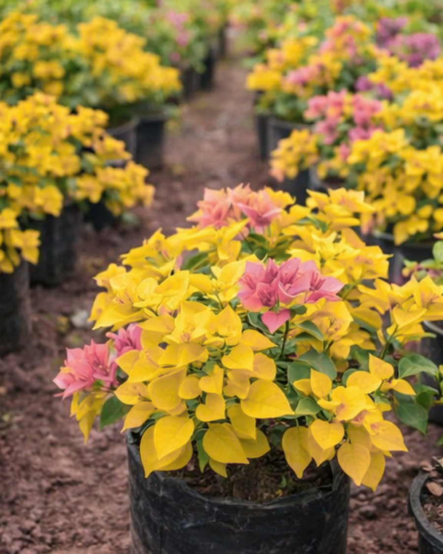 Imported Golden Salmon Double Petal Bougainvillea Plant — view 5