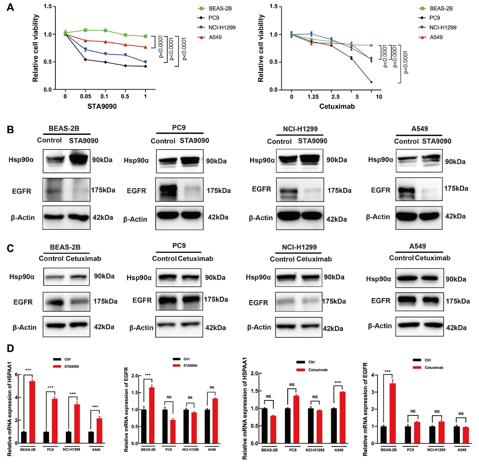 Combined treatment with cetuximab and STA9090 has synergistic anticancer effects on human non-small cell lung cancer