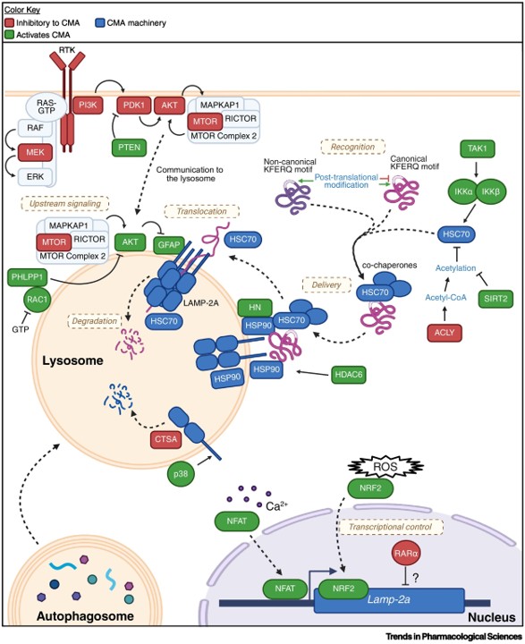 Pharmacological strategies targeting chaperone-mediated autophagy