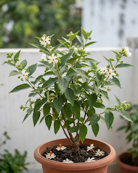 Shiuli Hybrid Plant