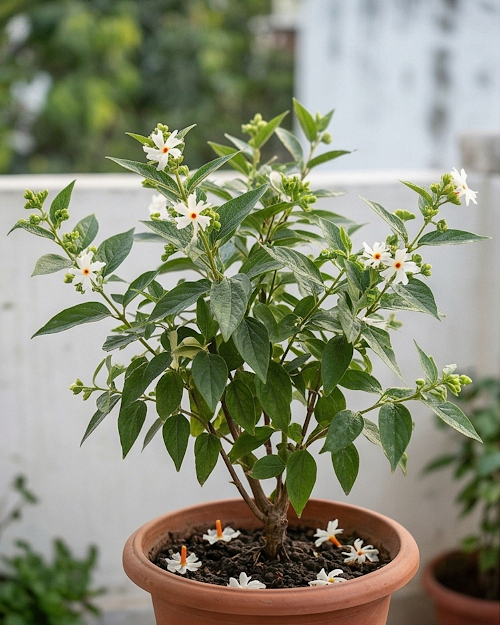 Shiuli Hybrid Plant