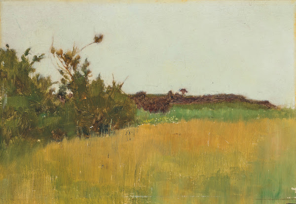A meadow